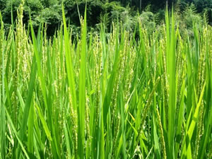 古き良き時代の日本の呼称はこの稲作に由来しています